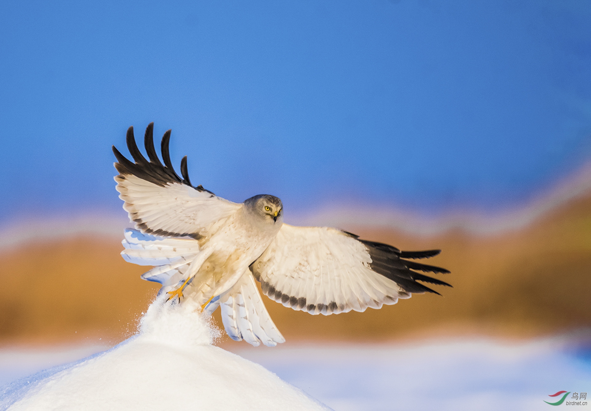 鹞子踏雪展翅花