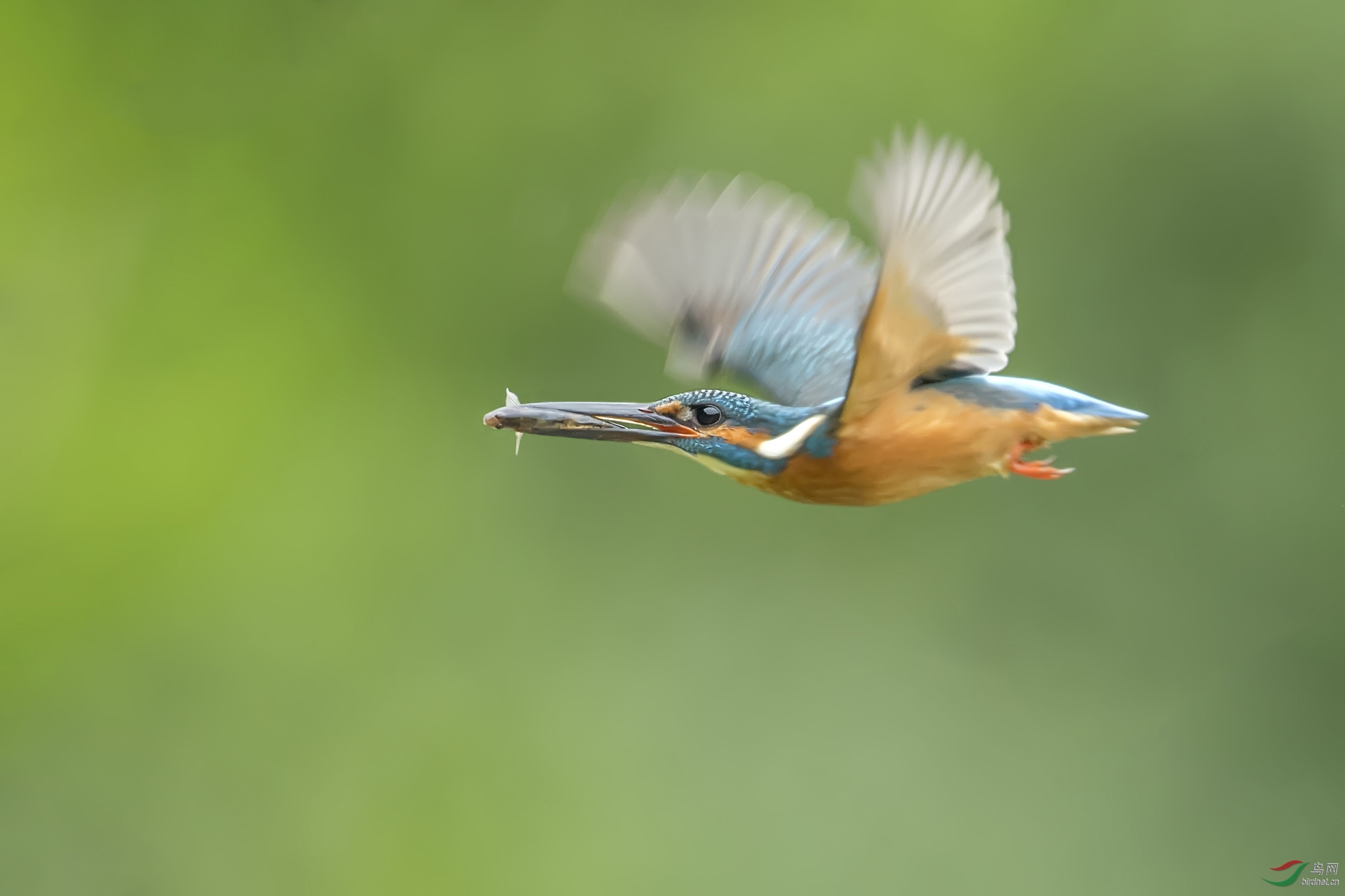 DSC_8010-3.jpg