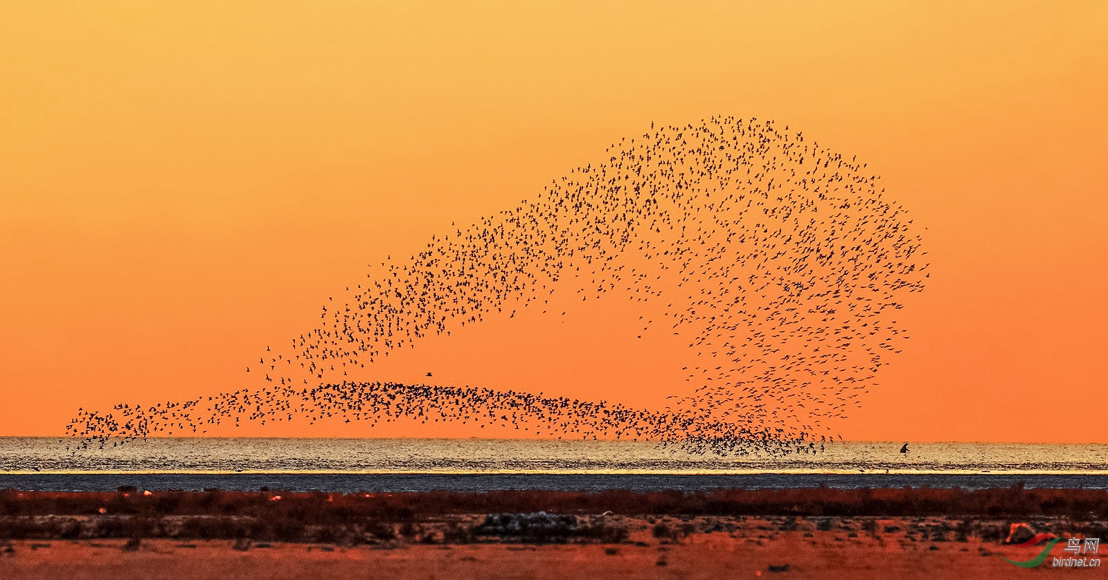 《海上风暴》-鸟浪