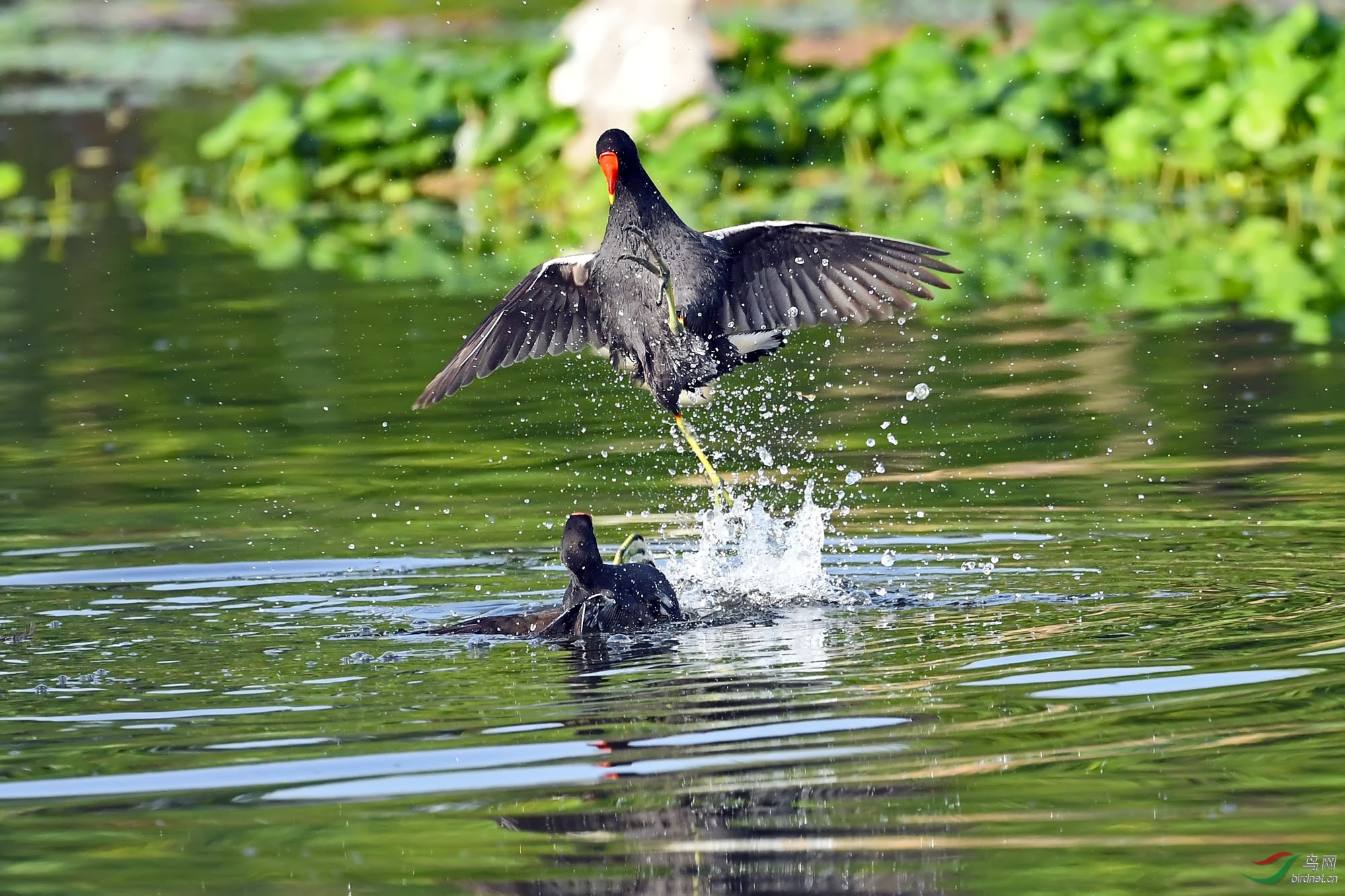 DSC_1250.jpg