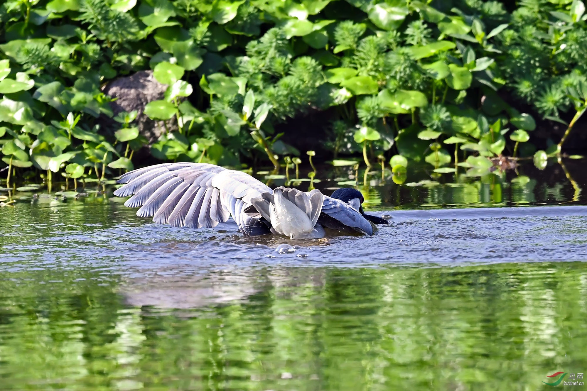 DSC_9050.jpg