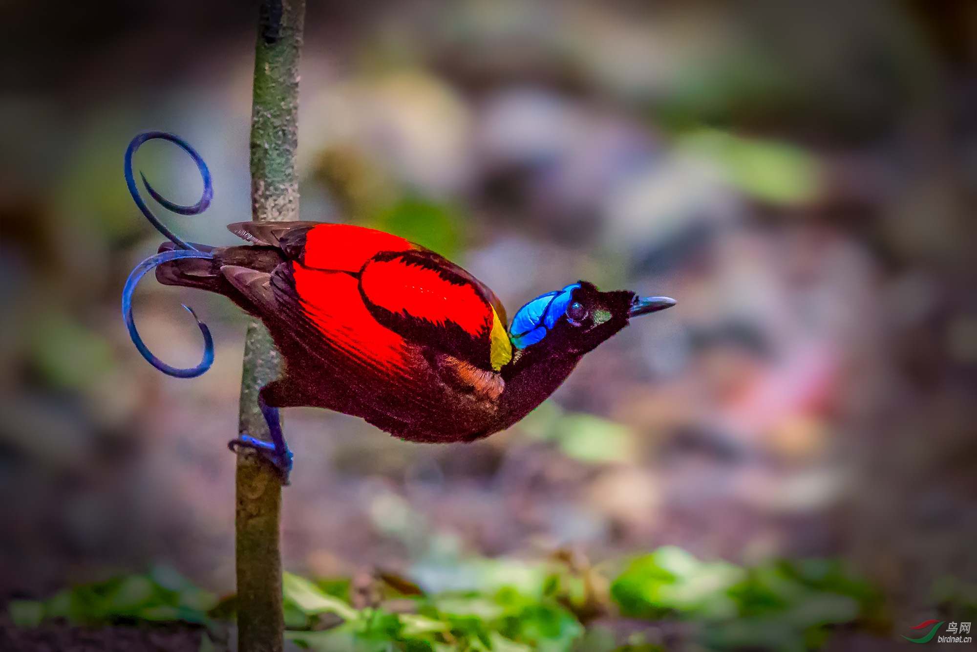 威氏极乐鸟 ---祝贺荣获鸟网首页精华!