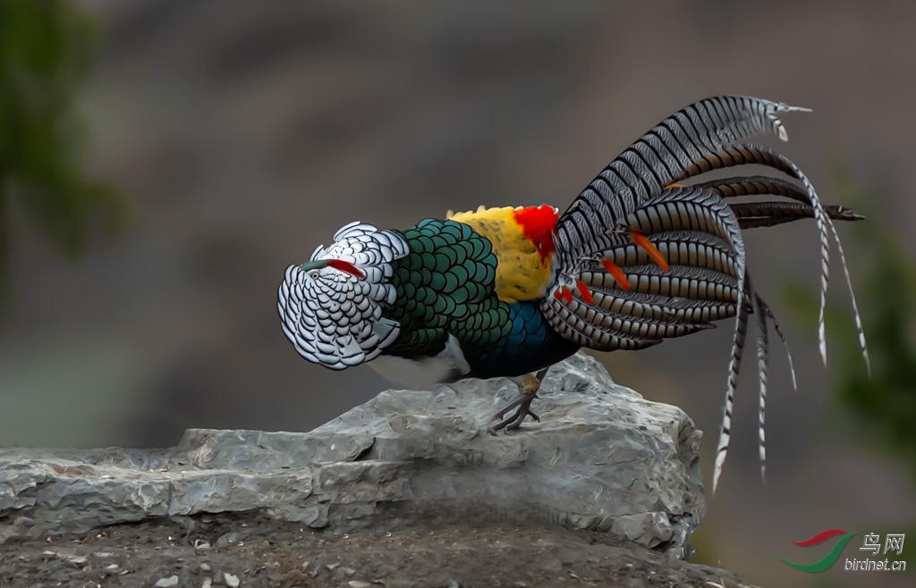 DSC_1140-0.jpg