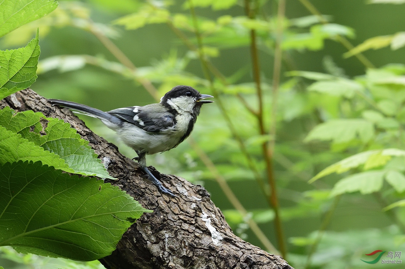_DSC4068_22553a.jpg