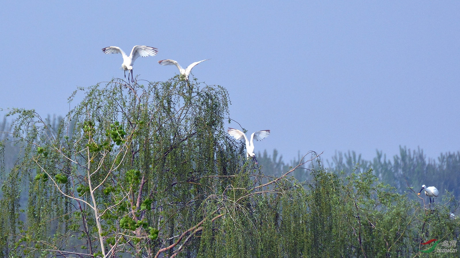 DSC_6393.JPG