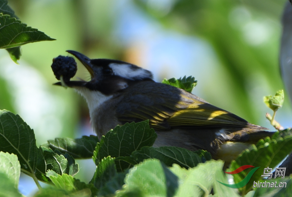 ��ͷ��ʳ��