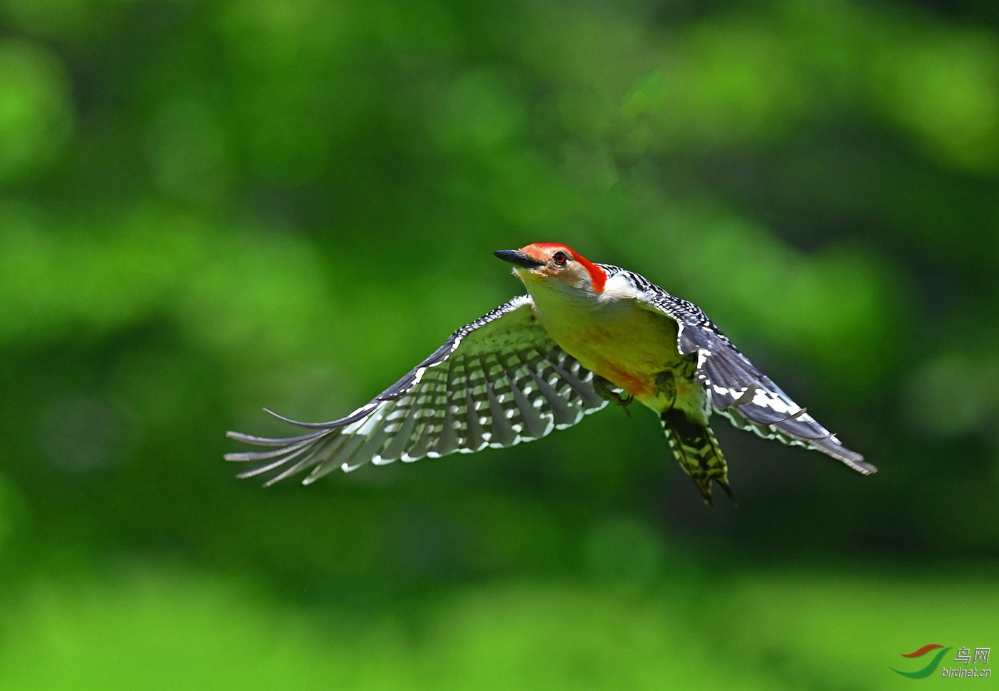 红腹啄木鸟飞行美图.