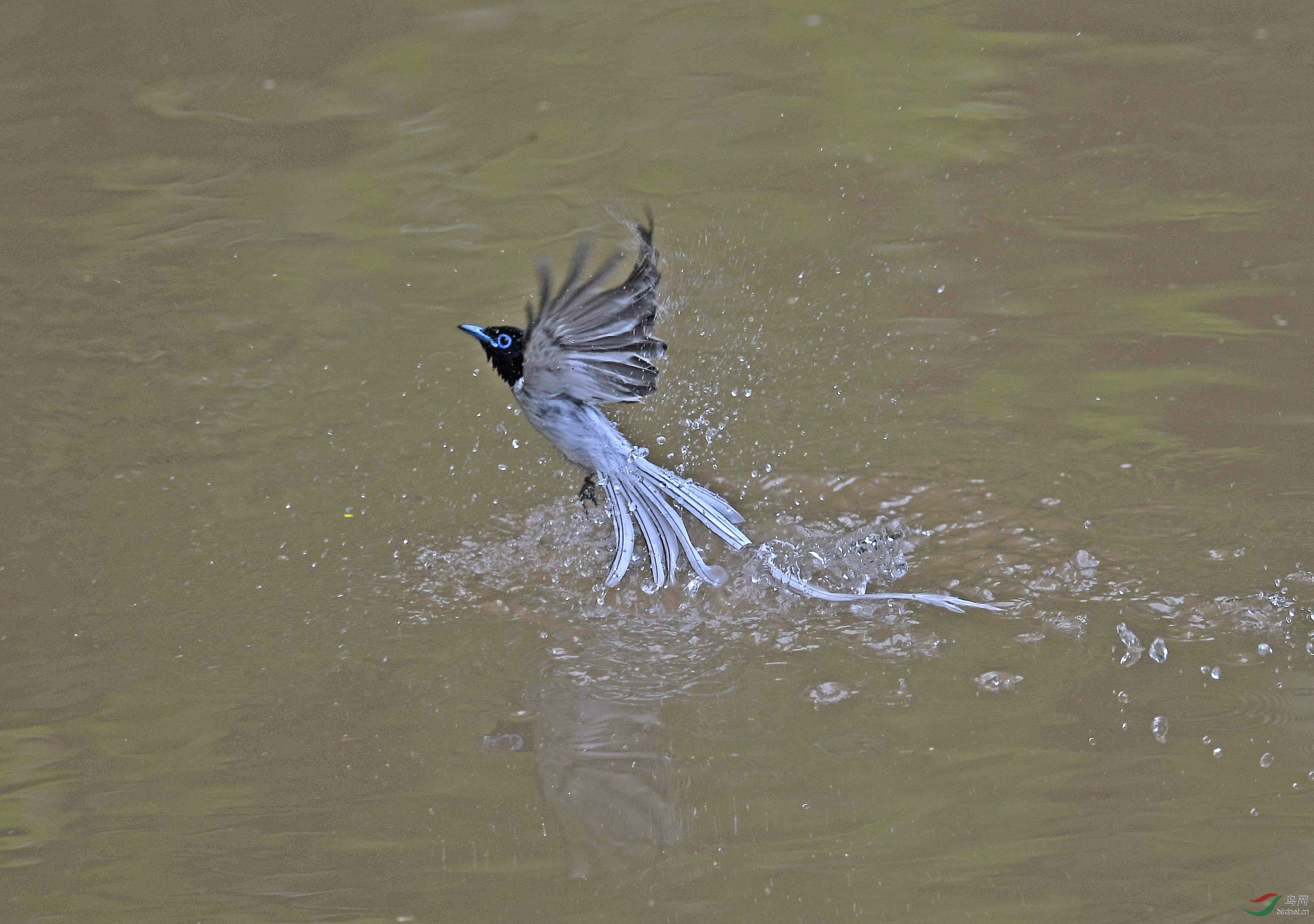 DSC_2454 - ����.JPG