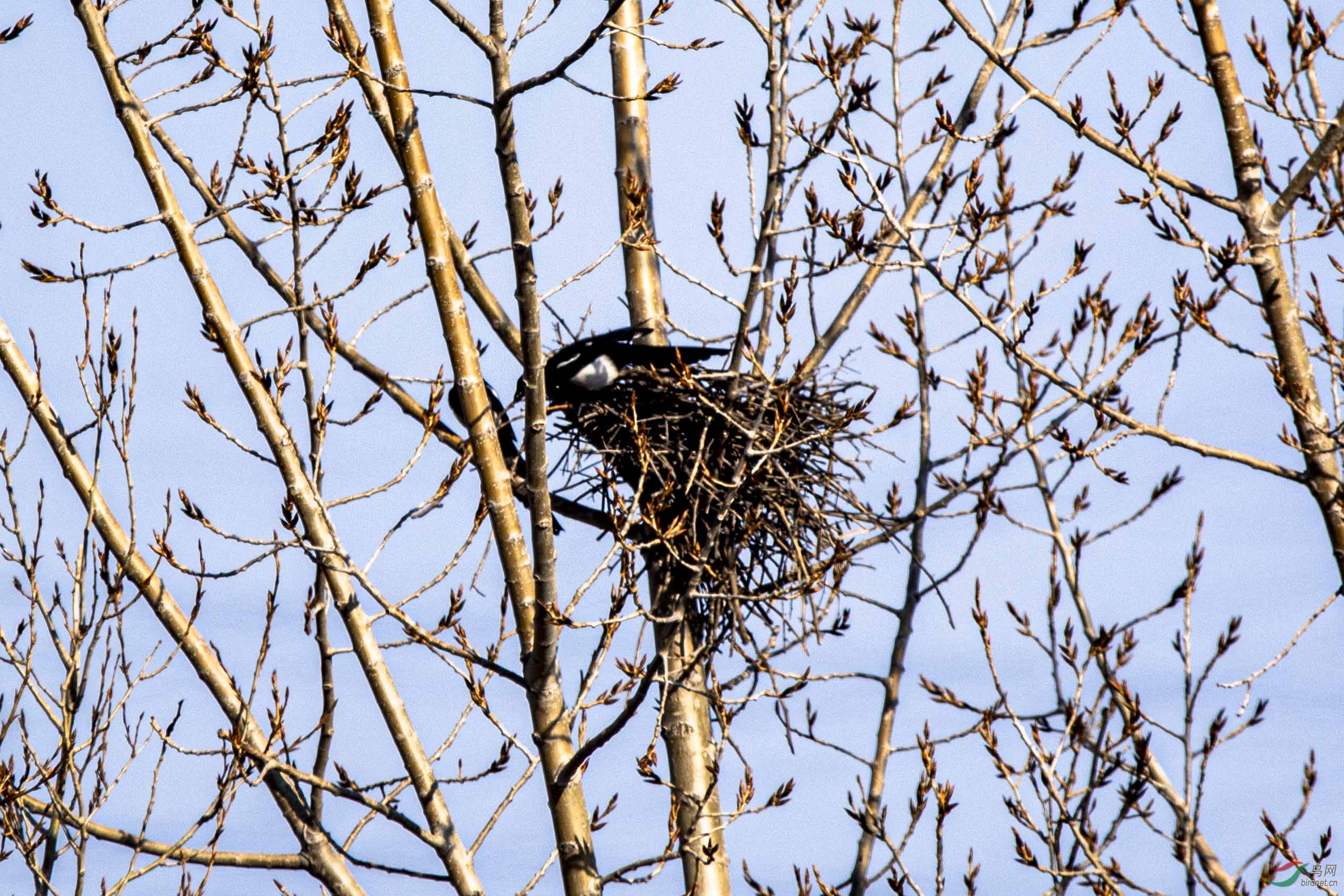喜鹊盖房第八天11