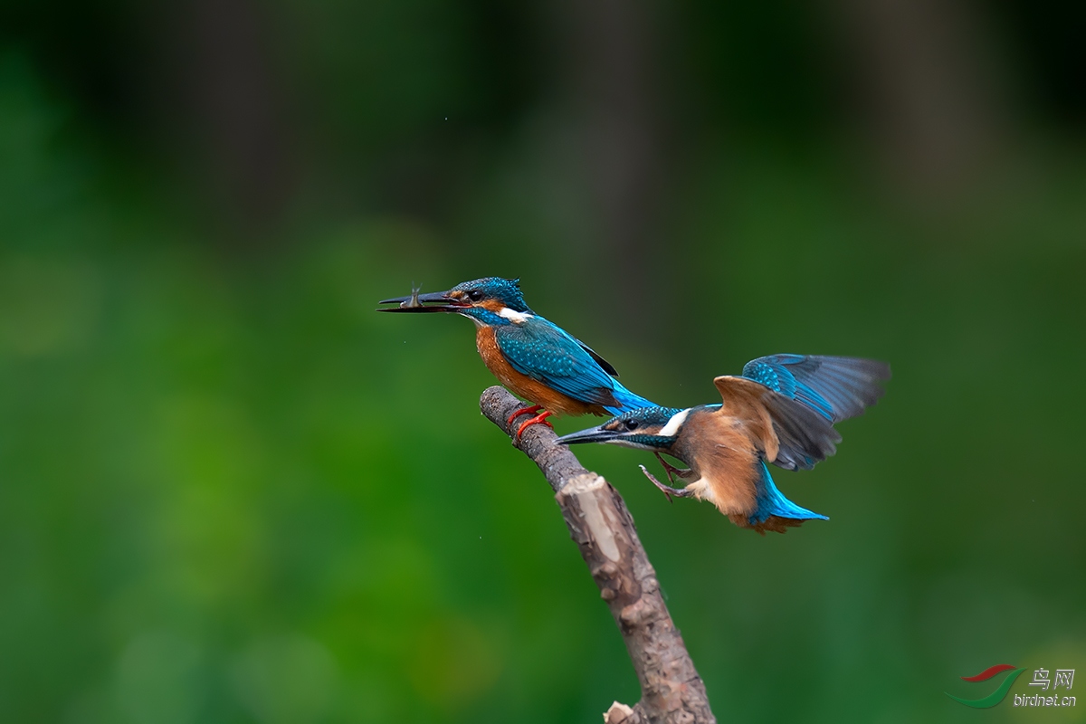 DSC_p7619.jpg