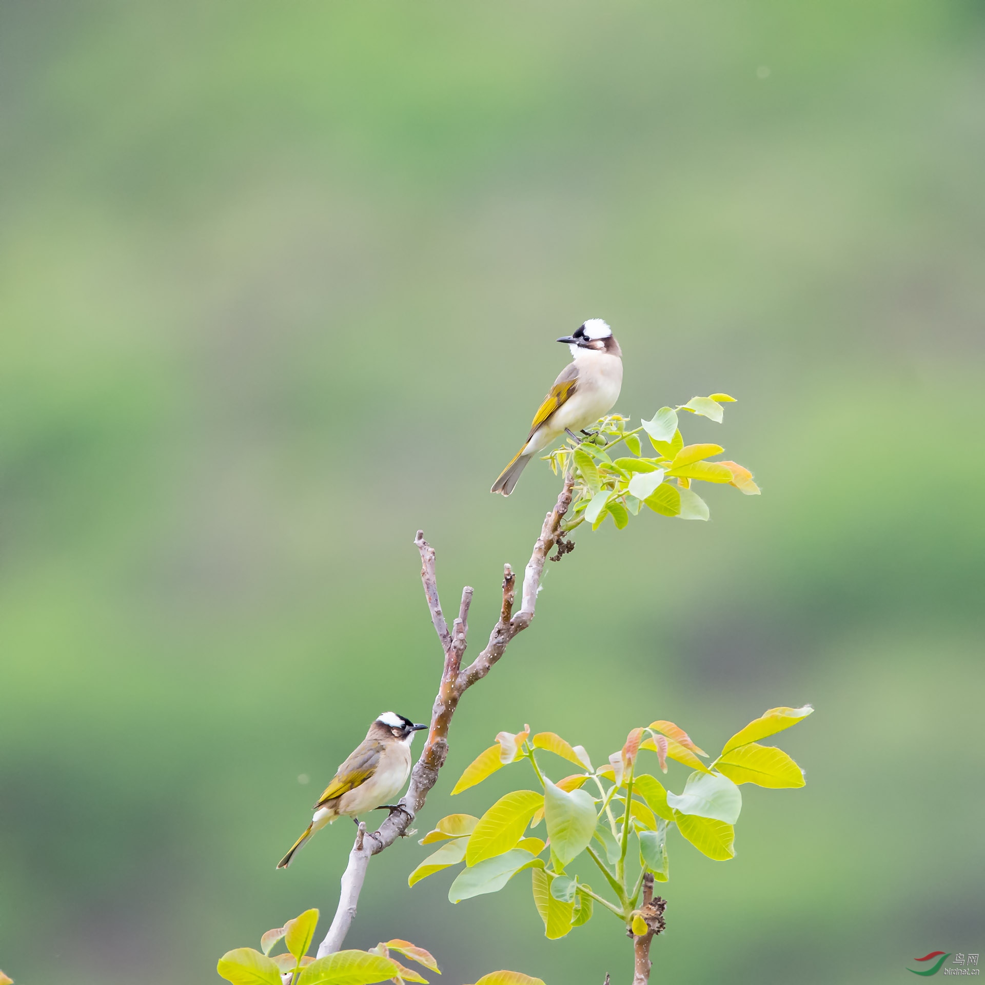 WSL_8851_1920.jpg