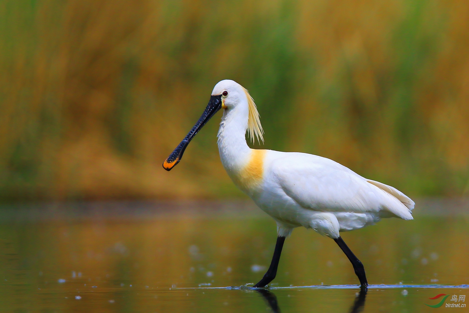 �����ķ���