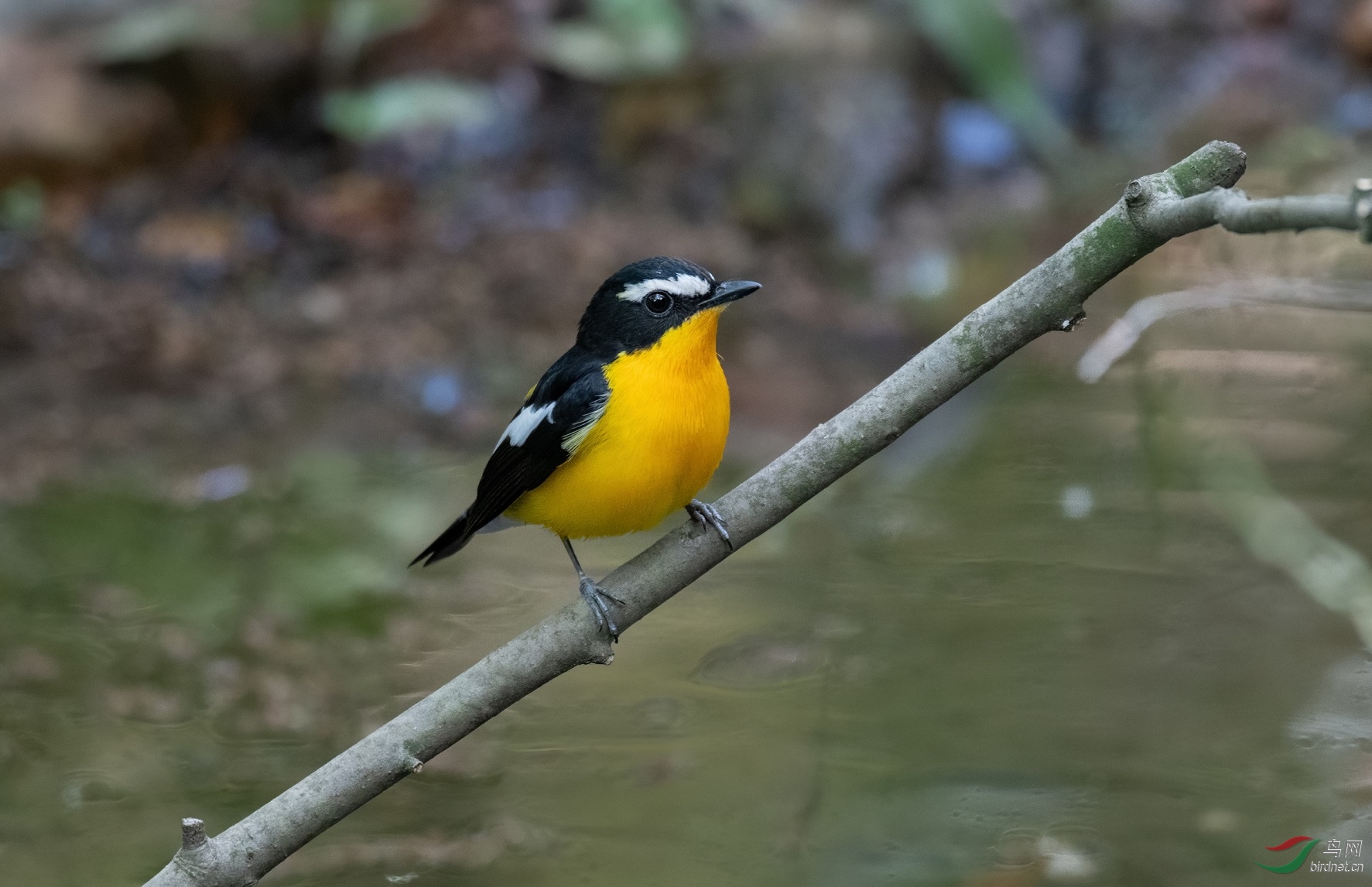 DSC_1931.jpg