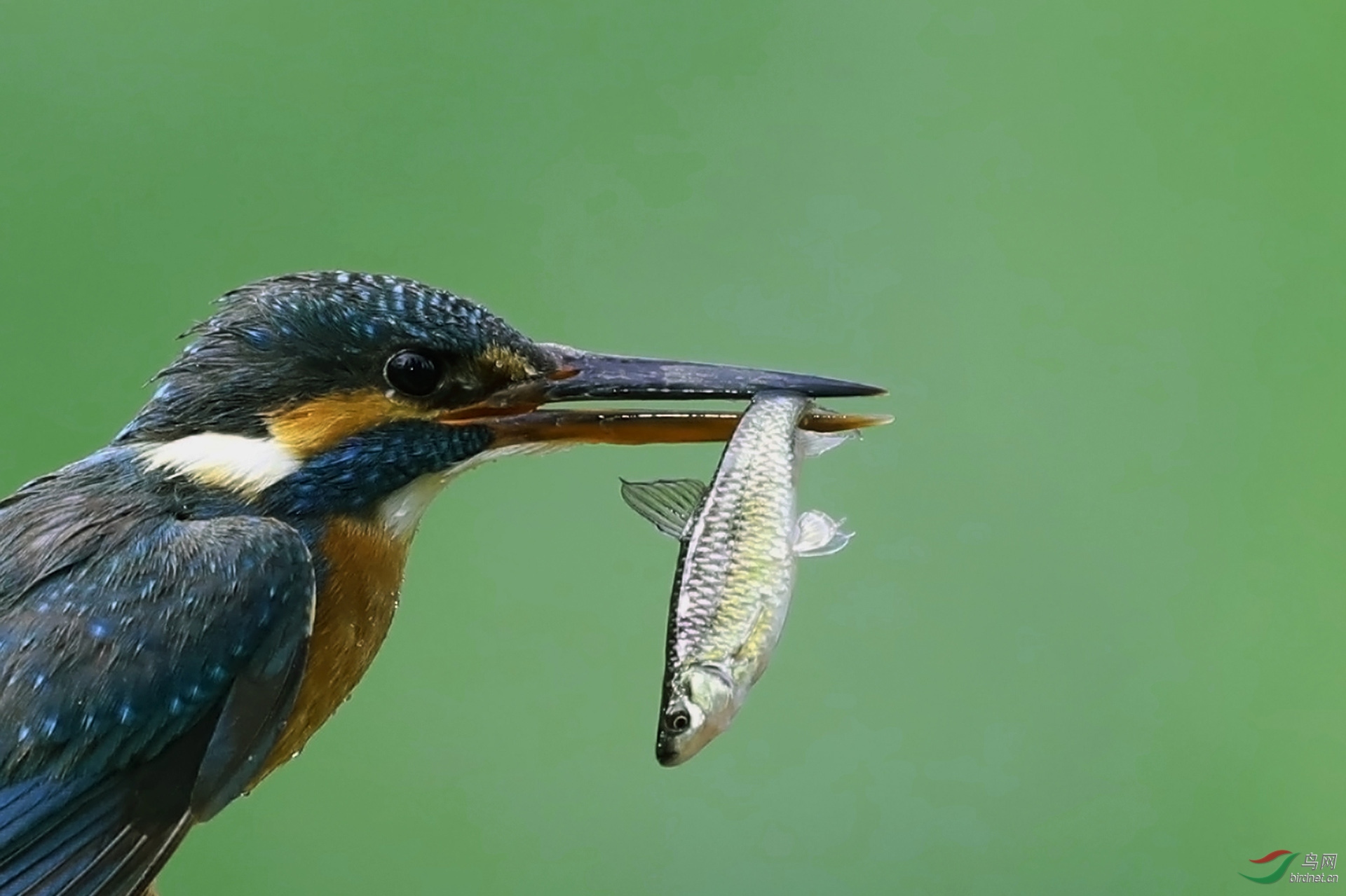 翠鸟叼鱼