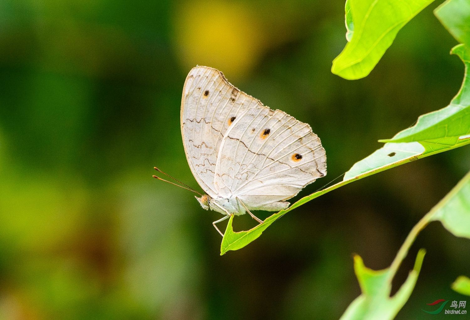 DSC_8744.jpg