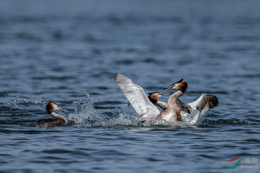 ץ����֣�������Ӻ���