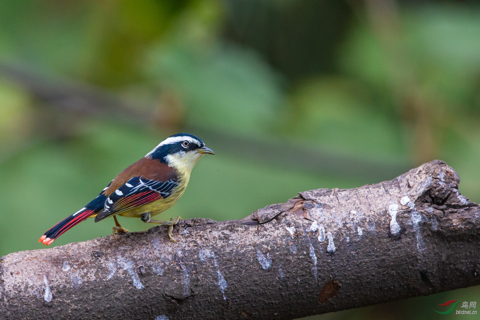 火尾希鹛(学名:minla ignotincta,英文名:red-tailed minla)