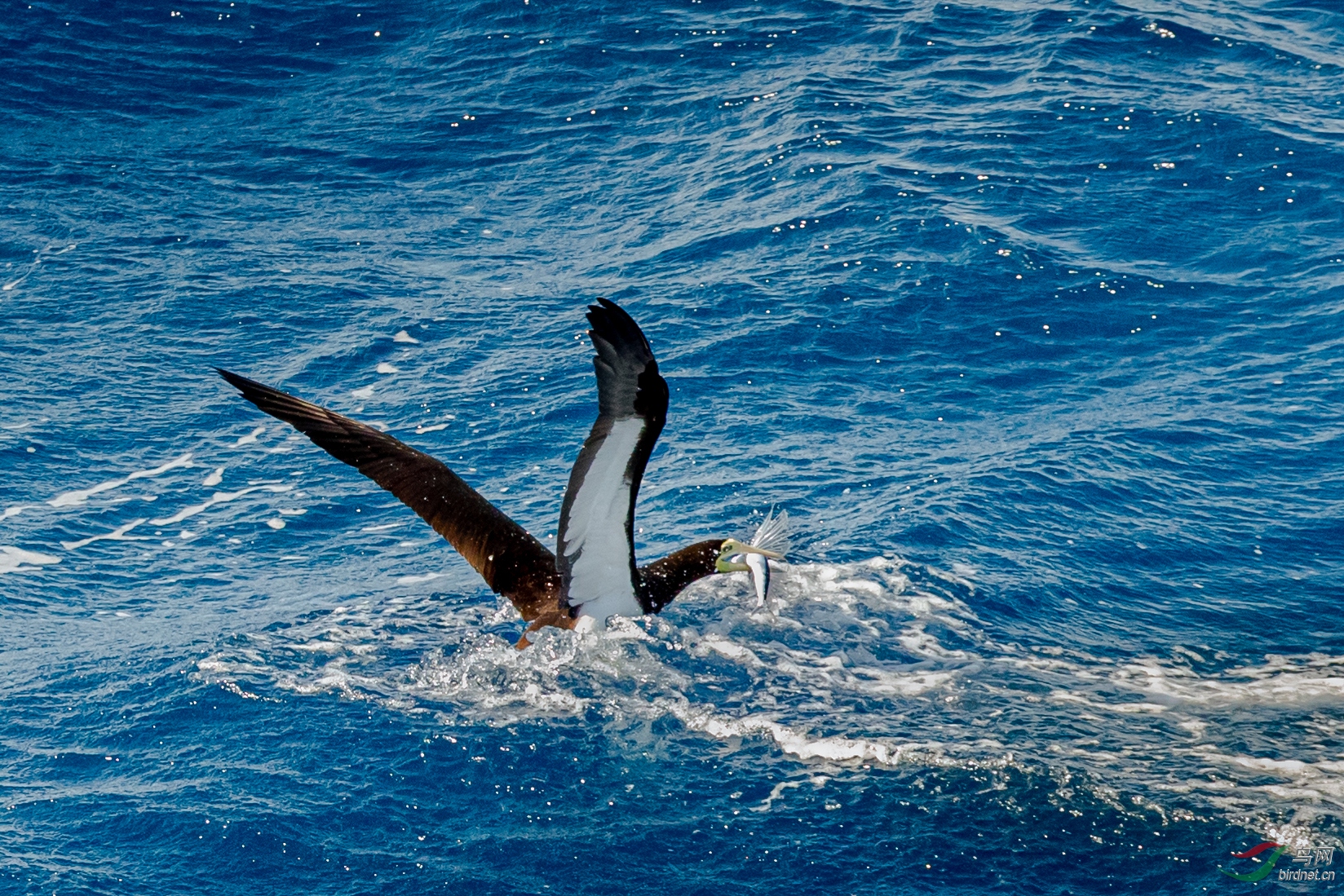 南太平洋鲣鸟捉飞鱼