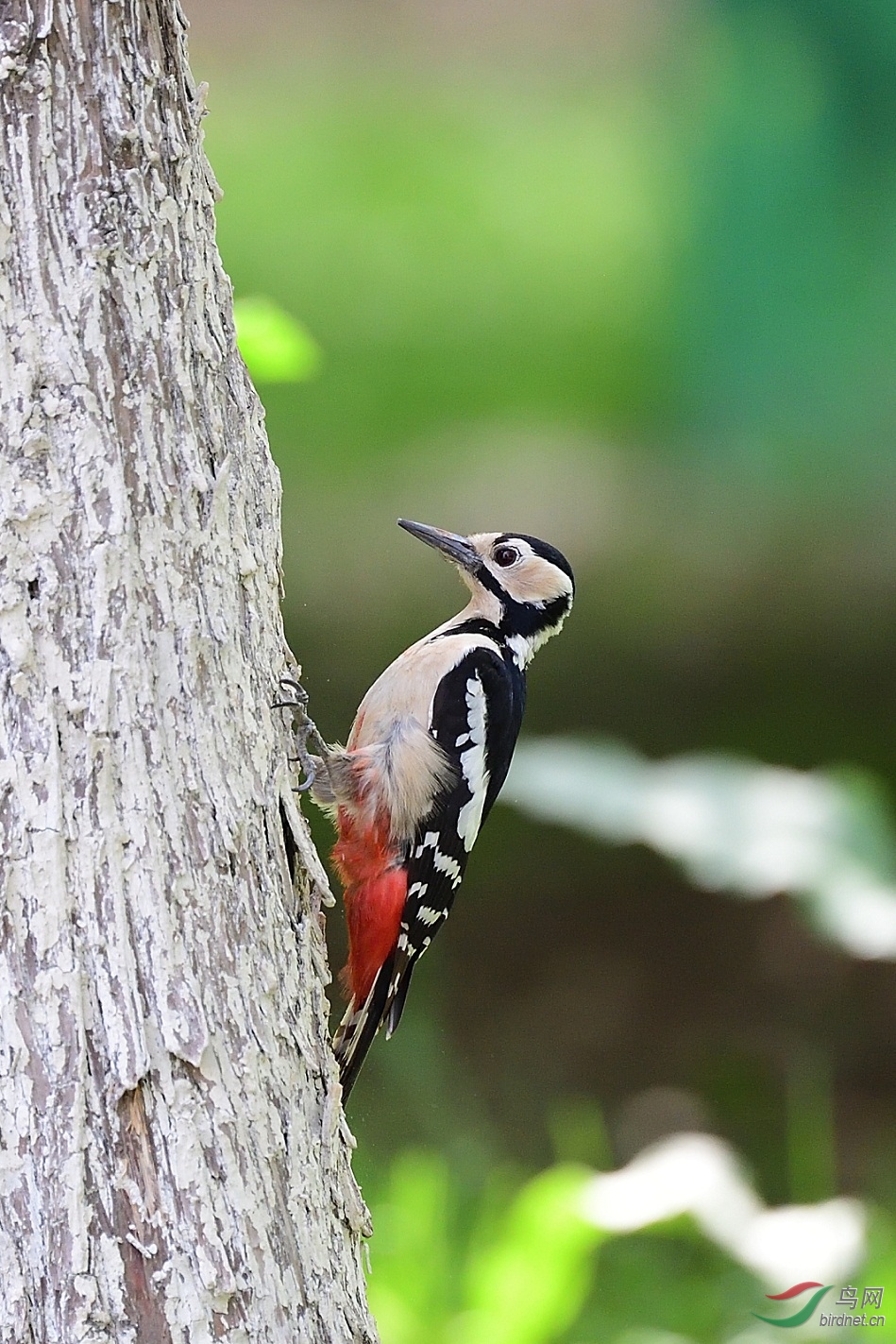 彩色背景下的大斑啄木鸟