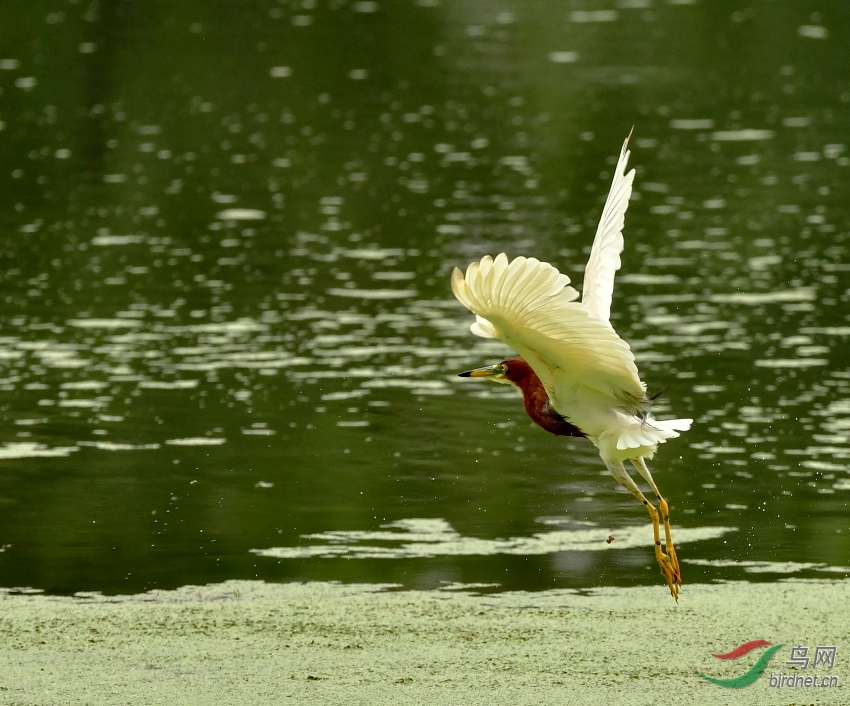 DSC_6528---_conew1.jpg