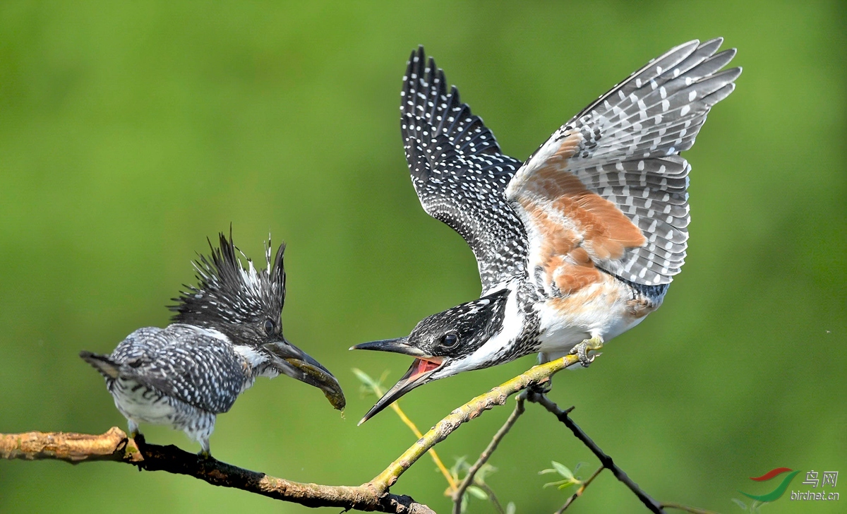 ����㣬�Լ�ץ�ɡ�