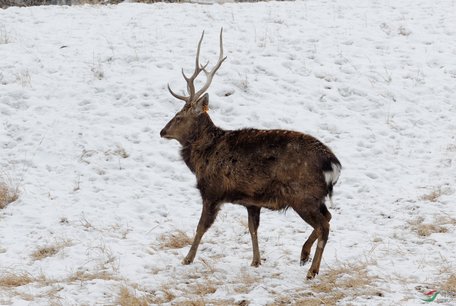 雪地麋鹿