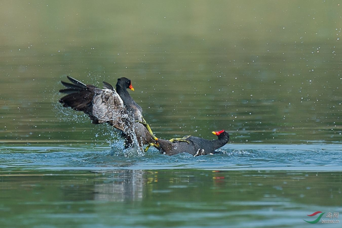 XCG_6913 - ����.jpg