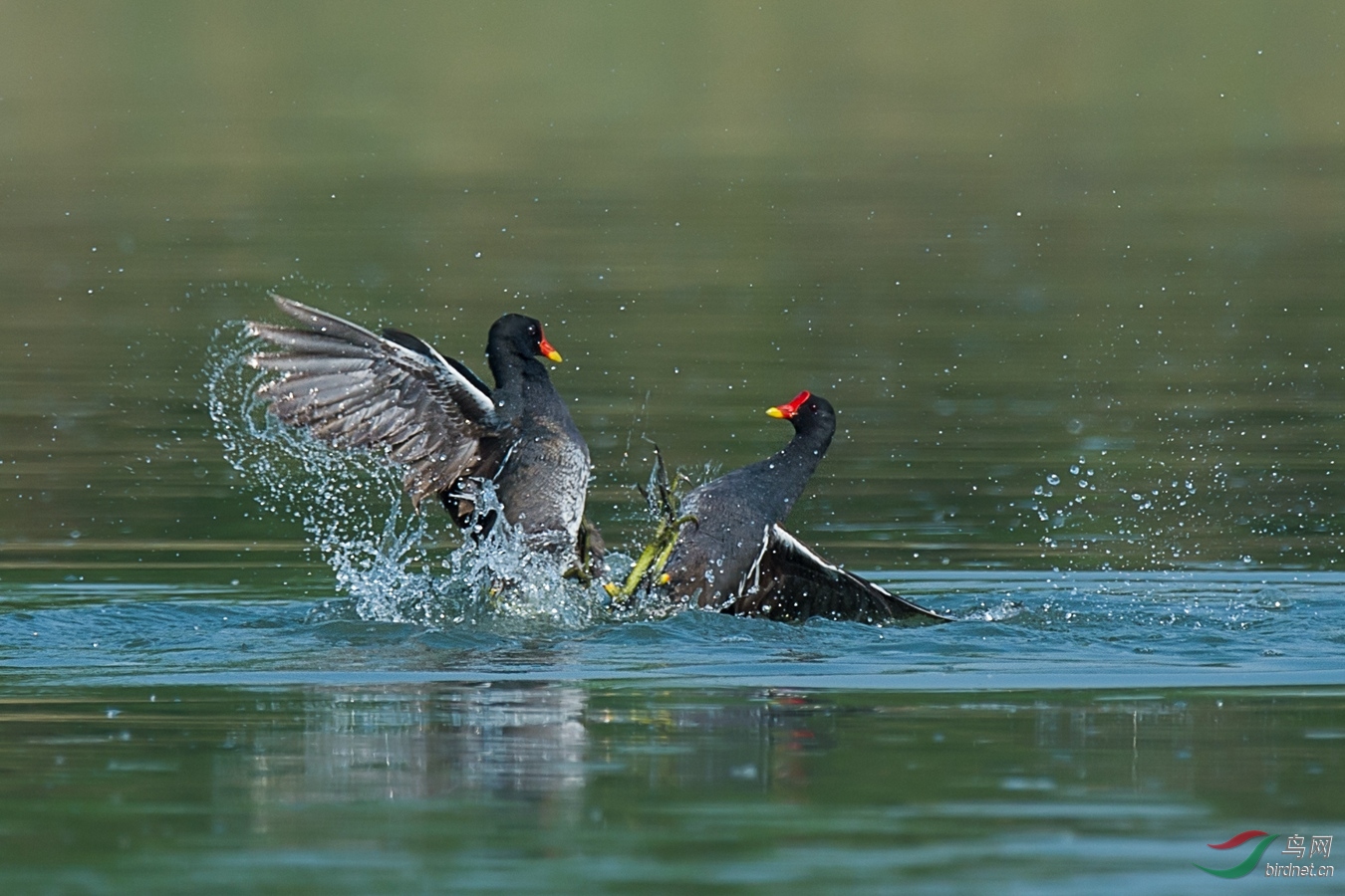 XCG_6918 - ����.jpg