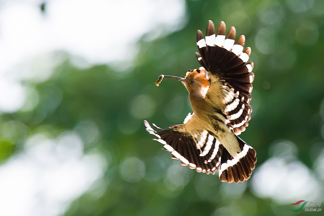 XCG_6793 - ����.jpg