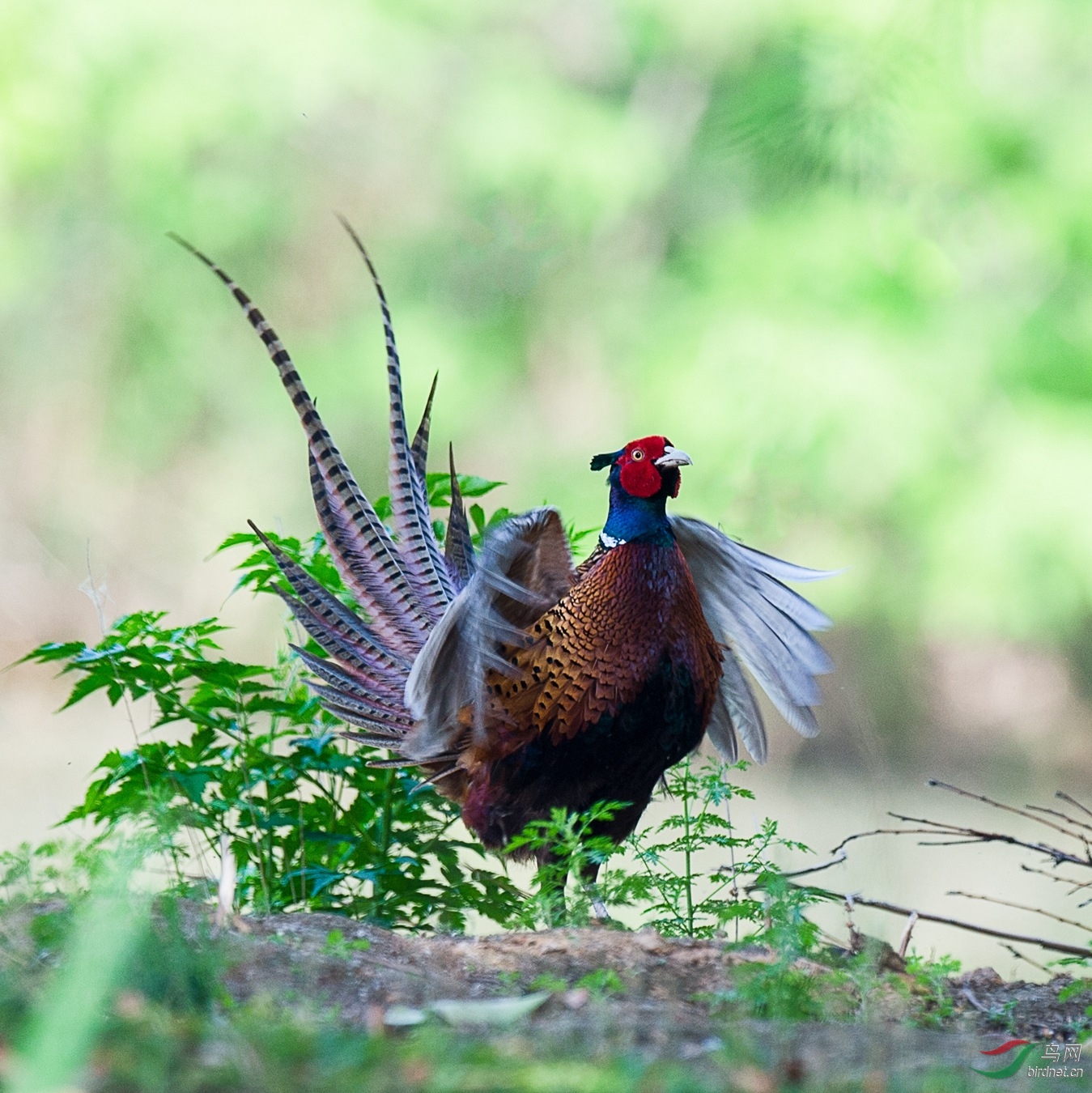 XCG_7668 - ����.jpg