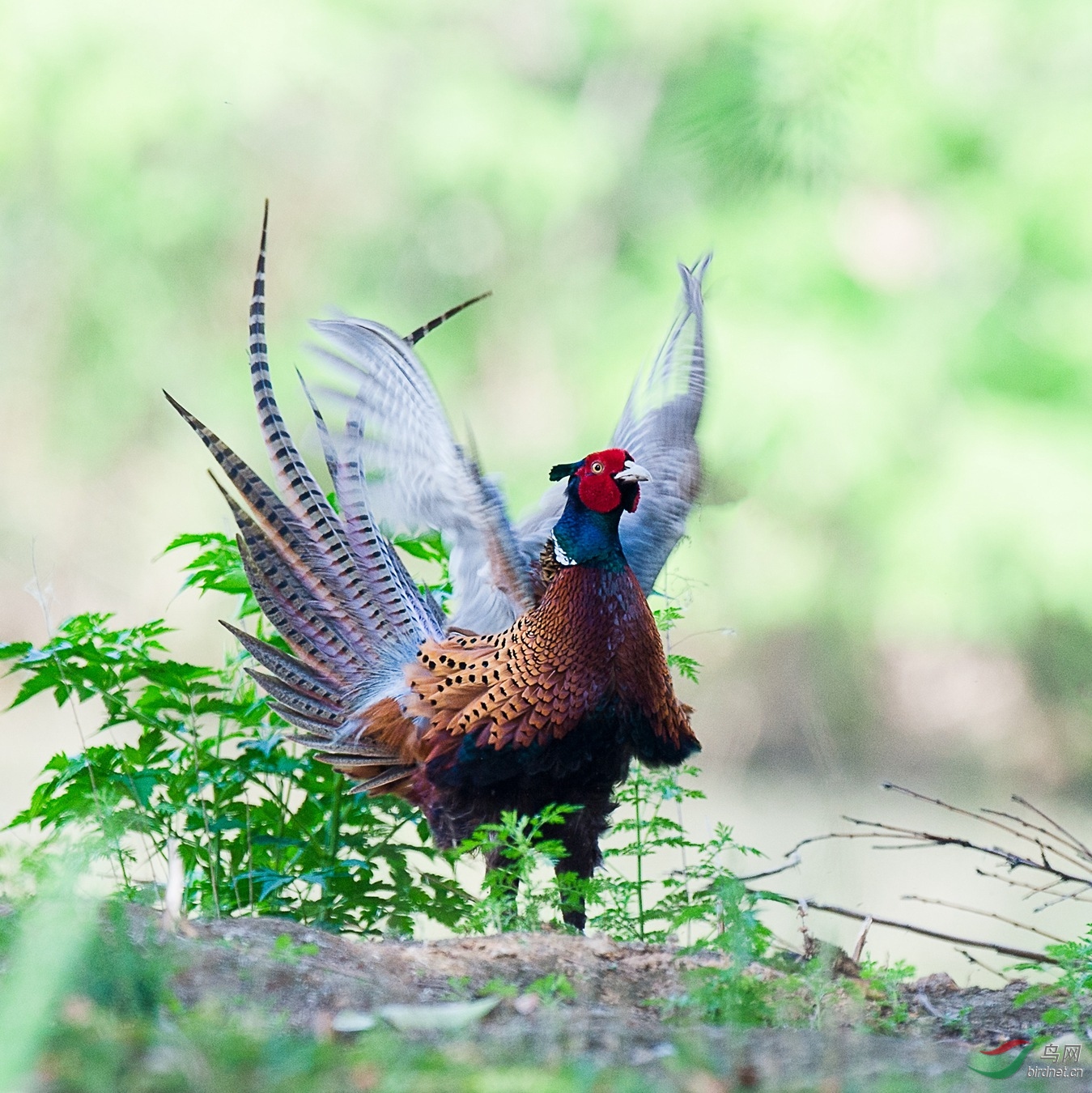 XCG_7669 - ����.jpg