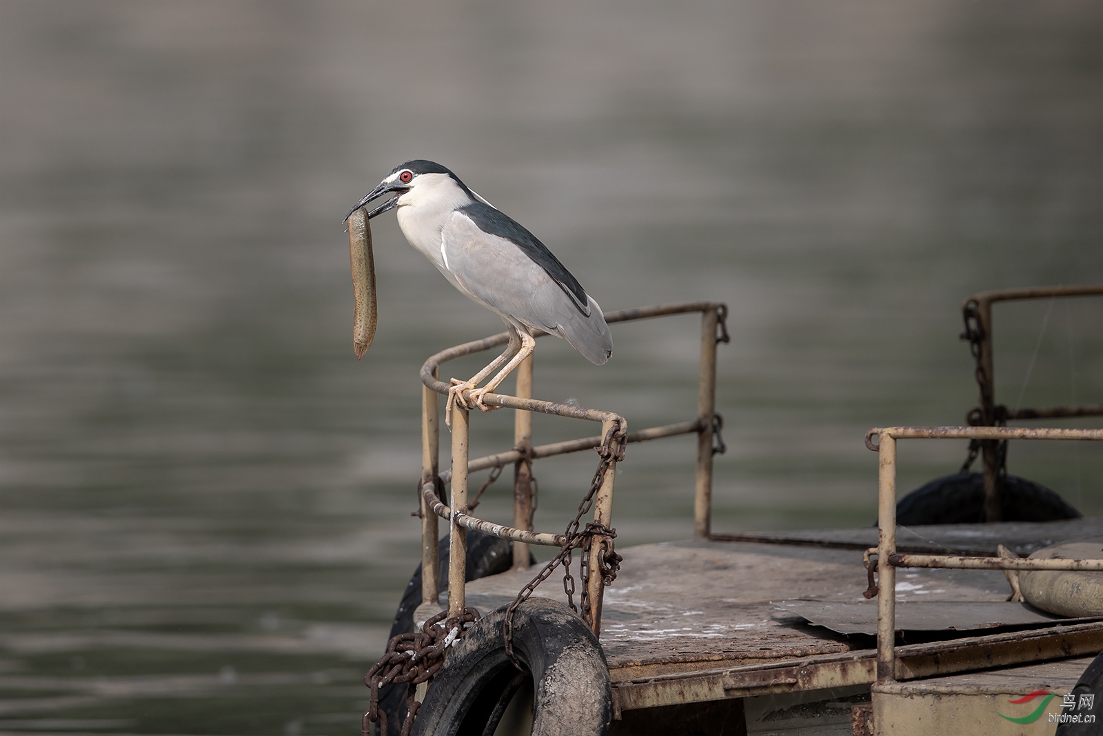1DX_9116-1.jpg