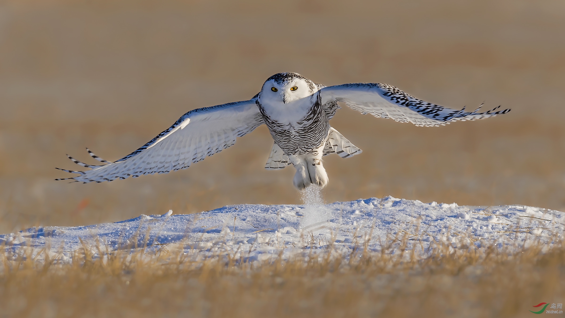 雪鸮特立独行的自由之子
