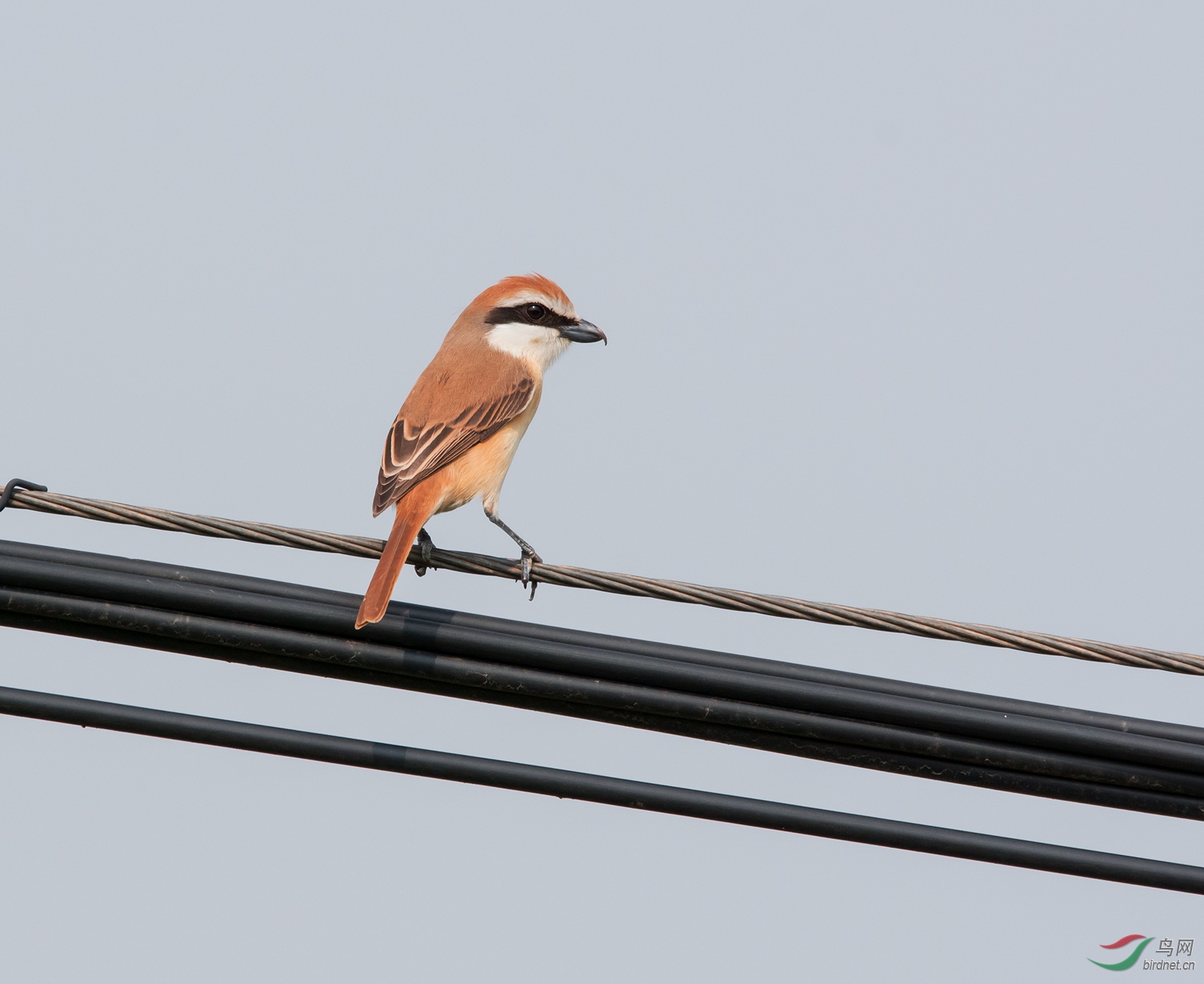 DSC_5267-1.jpg