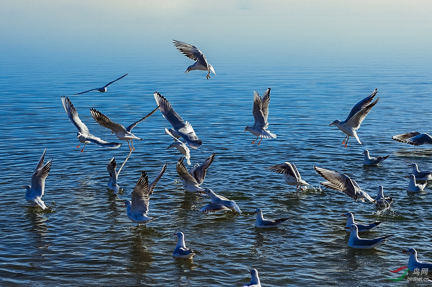 _DSC5202_21746a.jpg