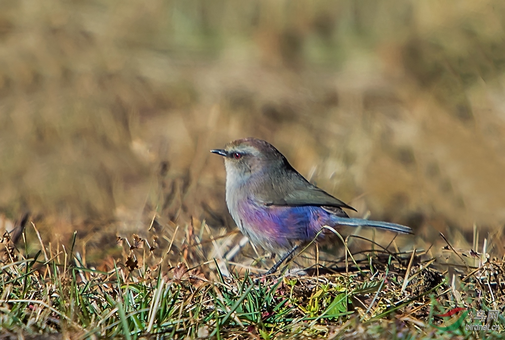_DSC9874.jpg