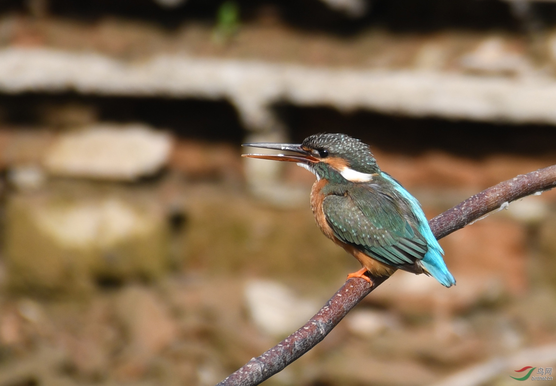 ������Ӱ 4610����.jpg