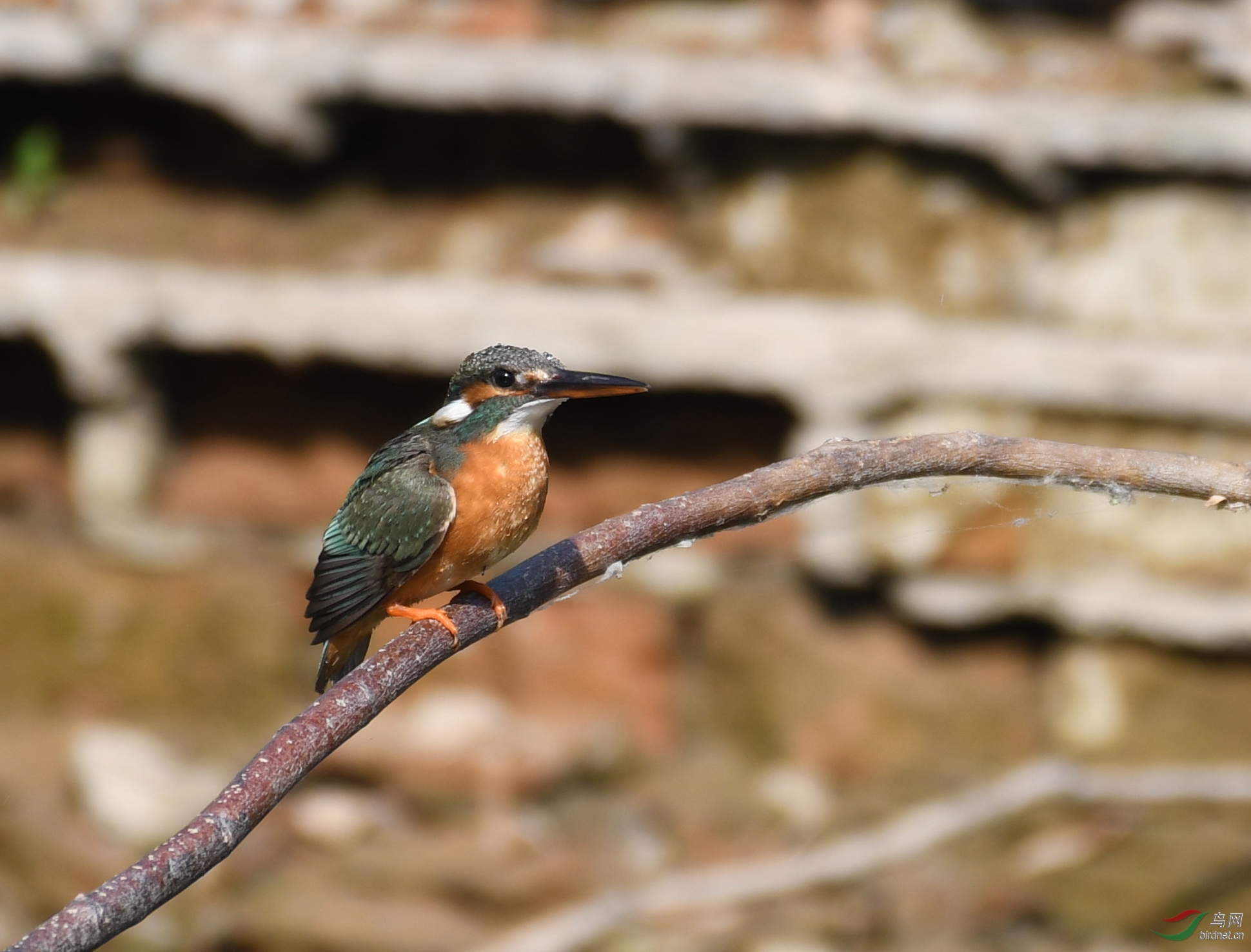 ������Ӱ 4633����.jpg