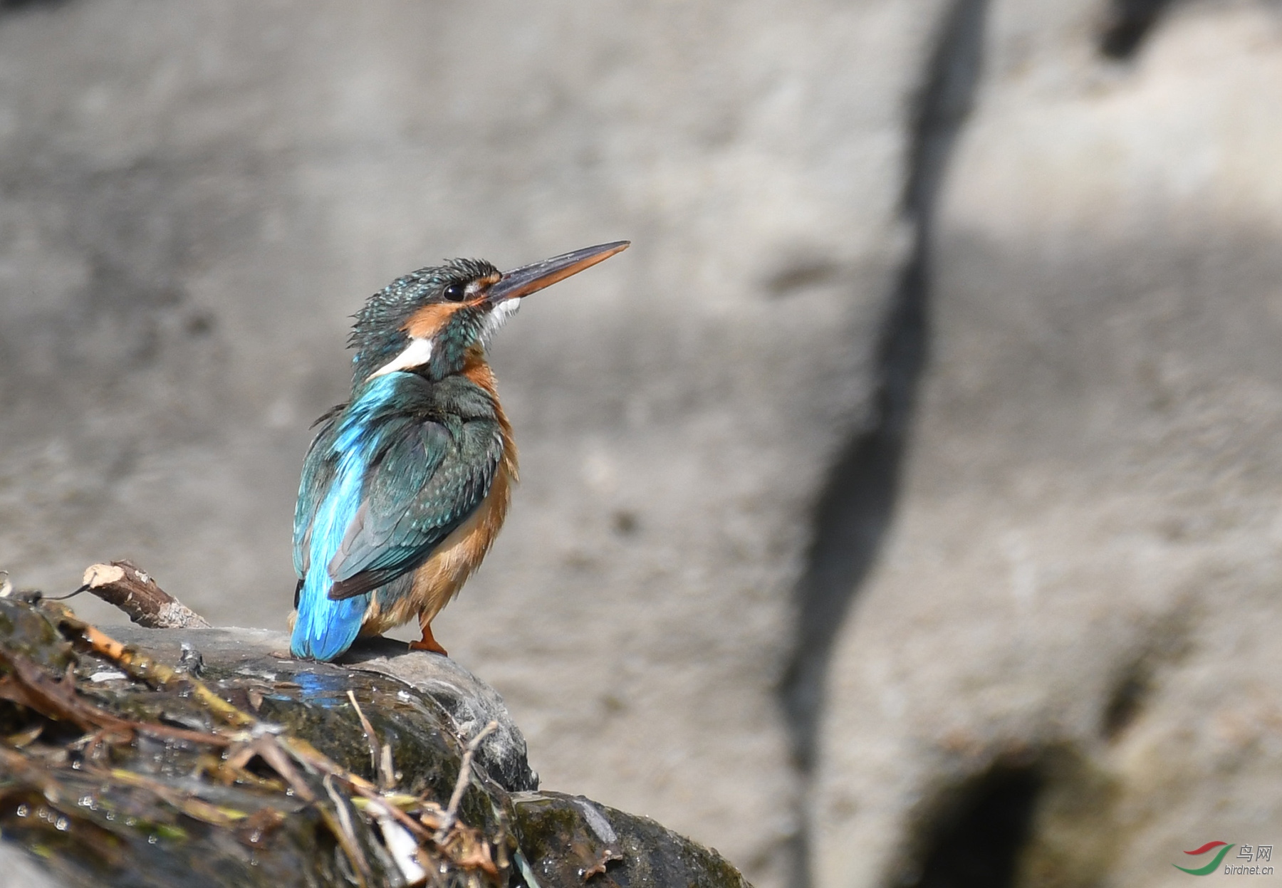 ������Ӱ 5651����.jpg