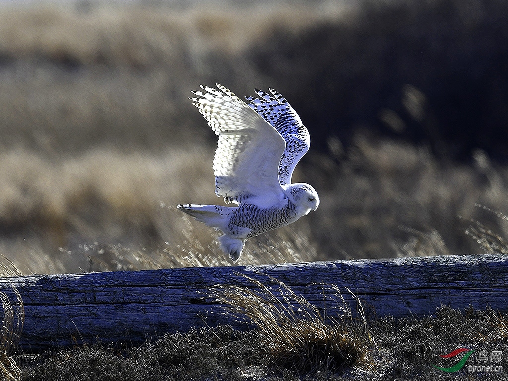 ��Ƭ 130 - ����.jpg