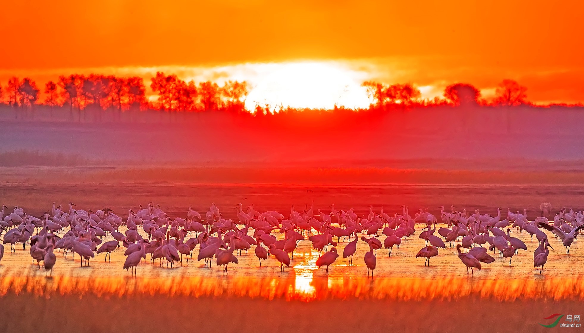 旭日红鹤(祝贺两会开幕)