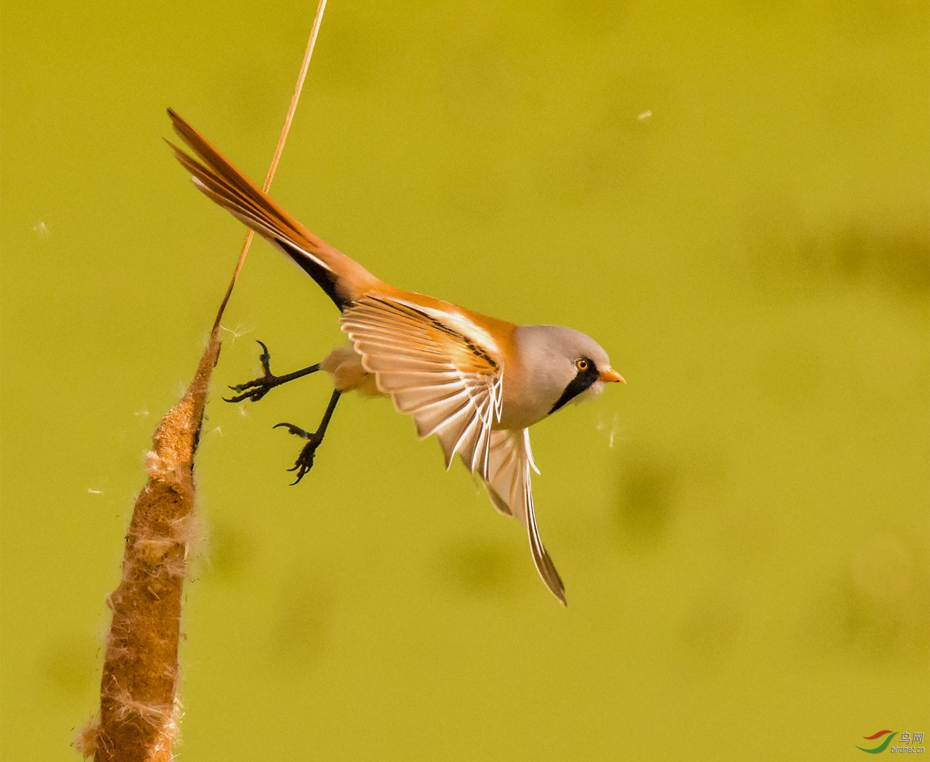 ����ʪ���������ȸ