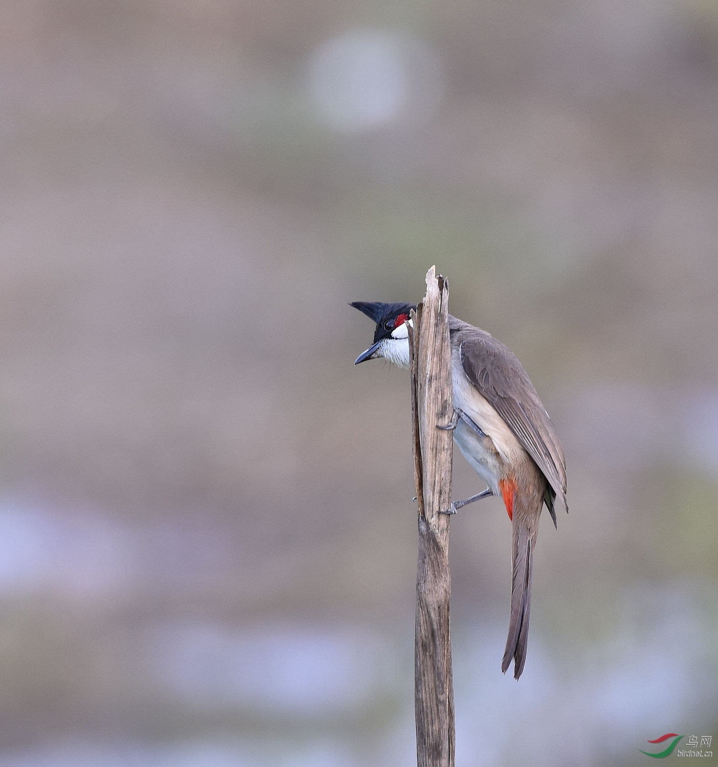 D8I_3630.jpg