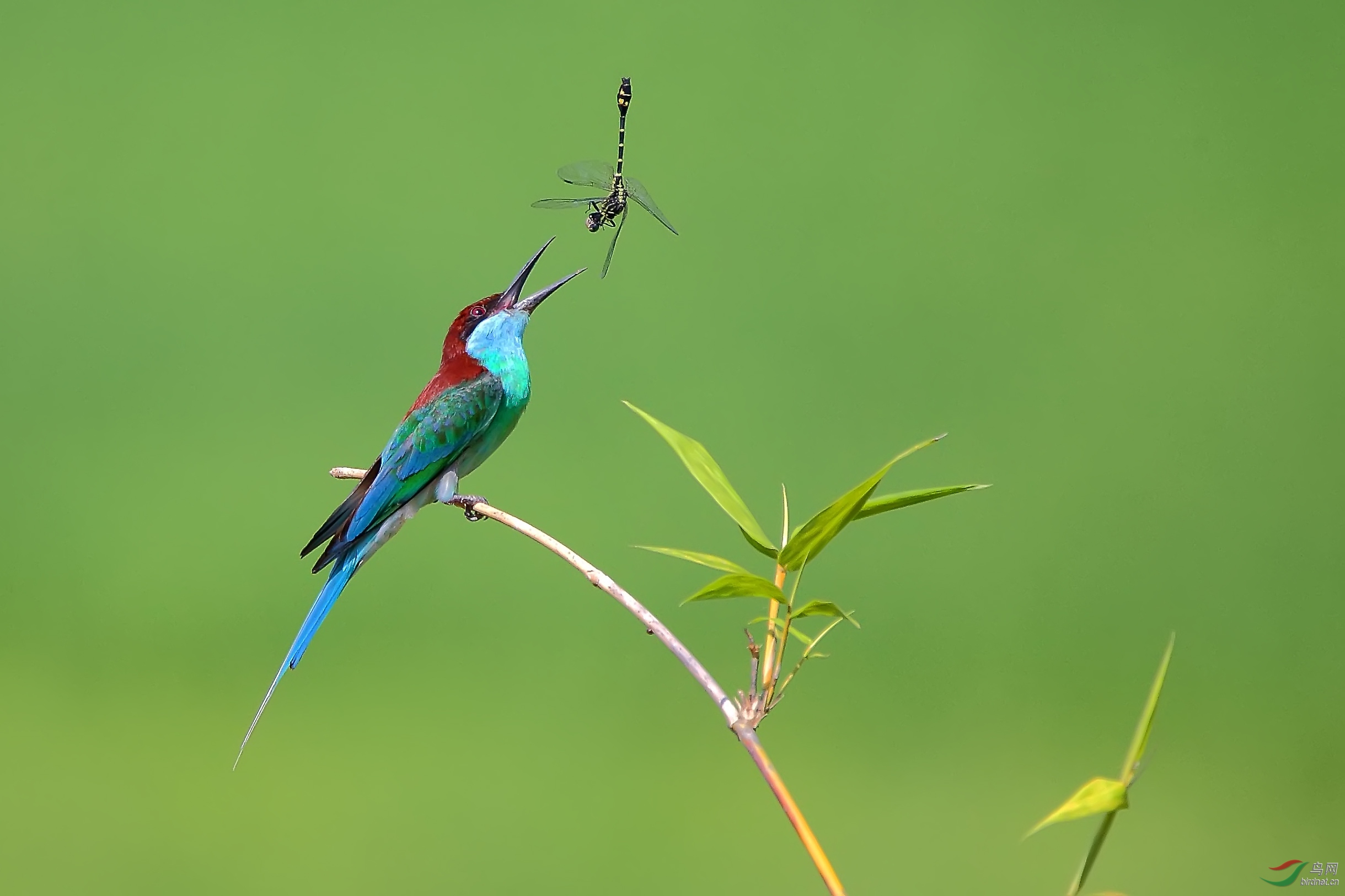 ����2 - ����.jpg