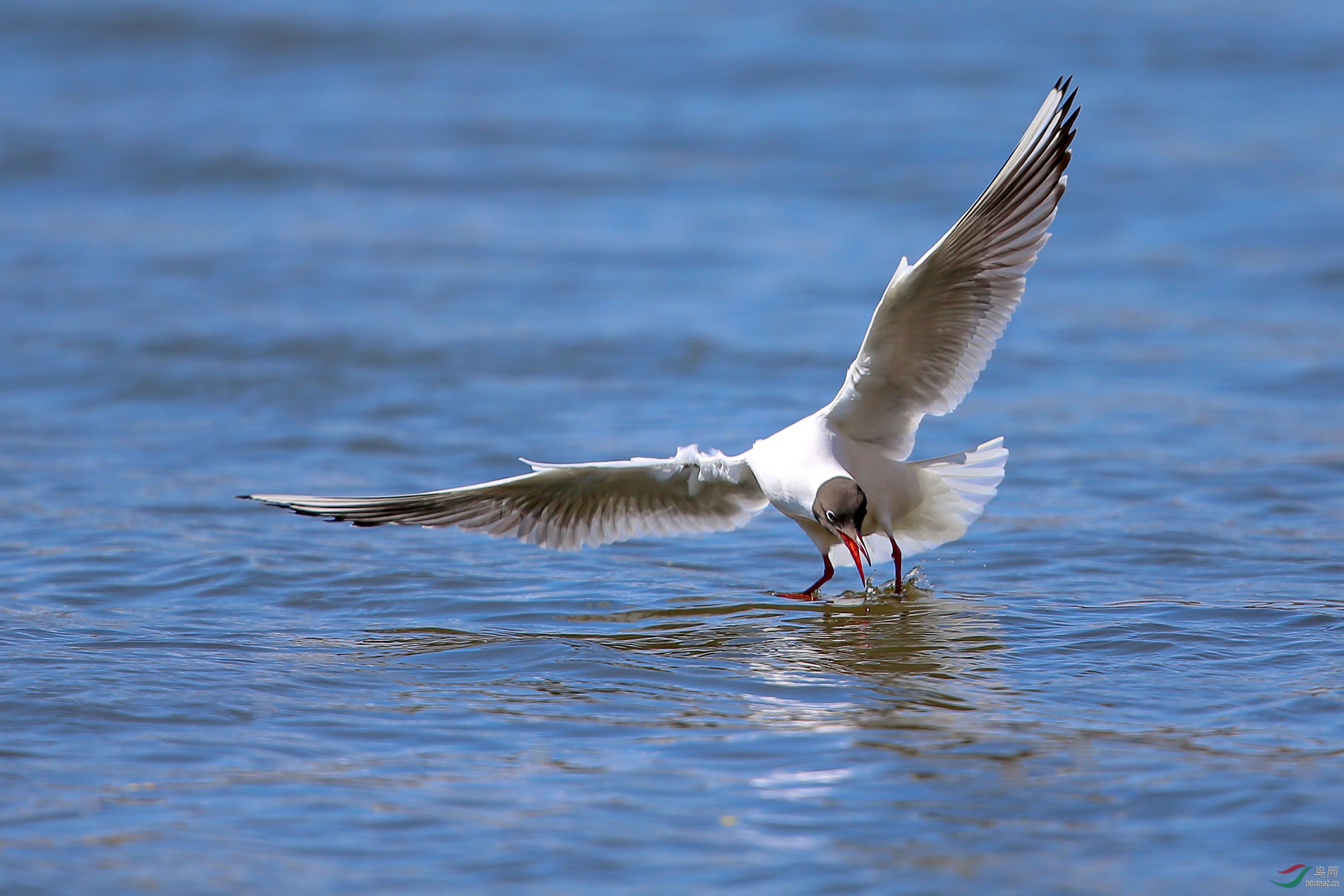 红嘴海鸥