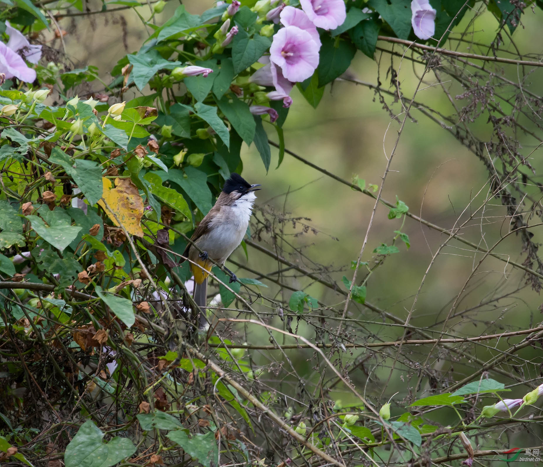 DSC_4354.jpg