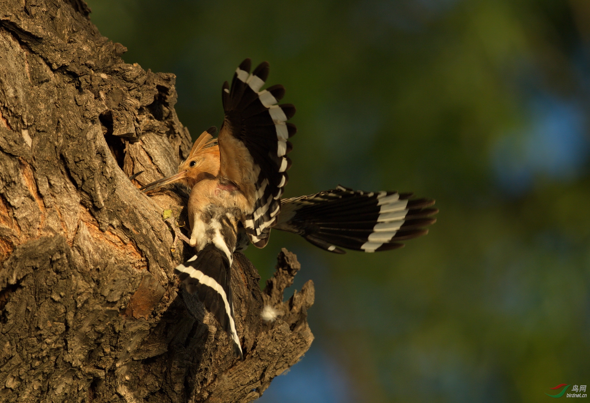 DSC_4016-1.jpg