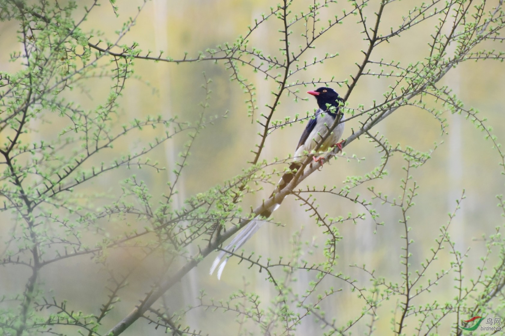 ������β4&amp;bird.jpg