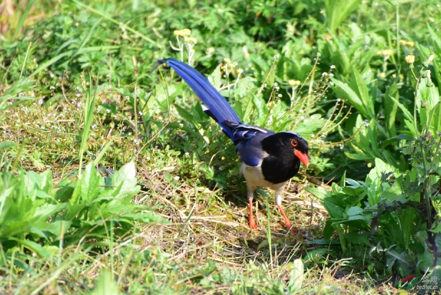 ������β6&amp;bird.jpg