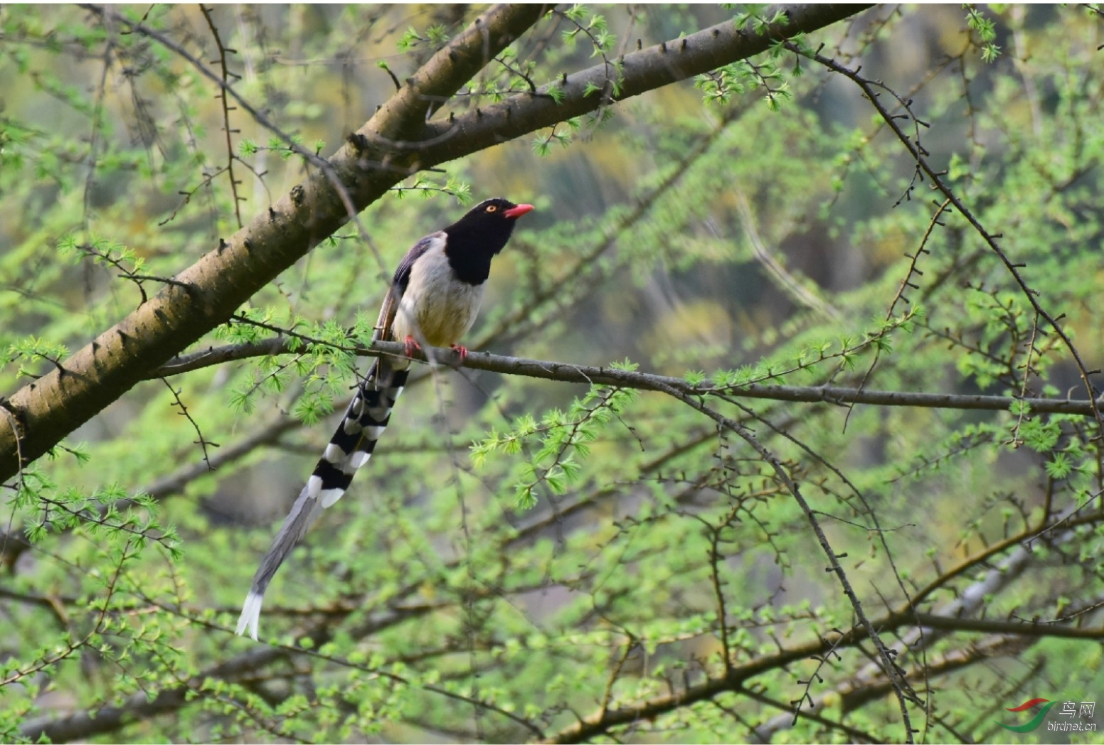 ������β3&amp;bird.jpg